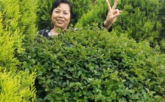 拜托小姐主题曲